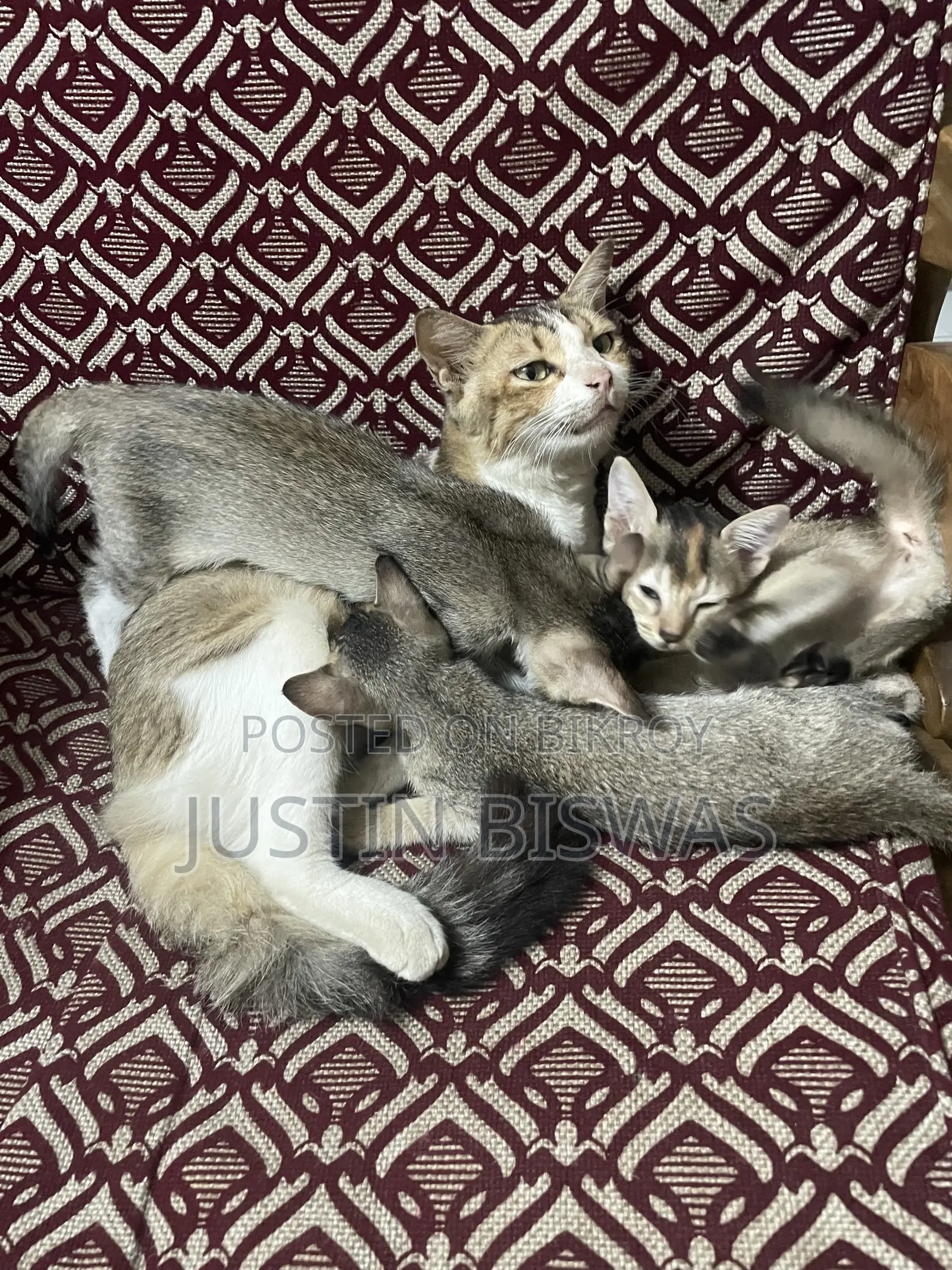 1-3 months Male Mixed Breed Bengal