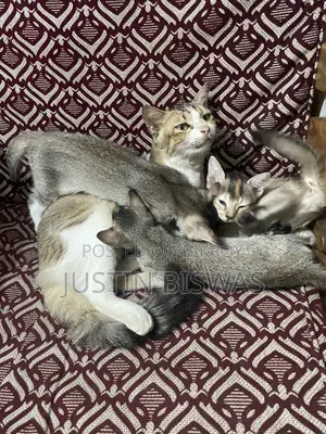 1-3 months Male Mixed Breed Bengal