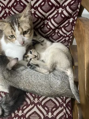 1-3 months Male Mixed Breed Bengal