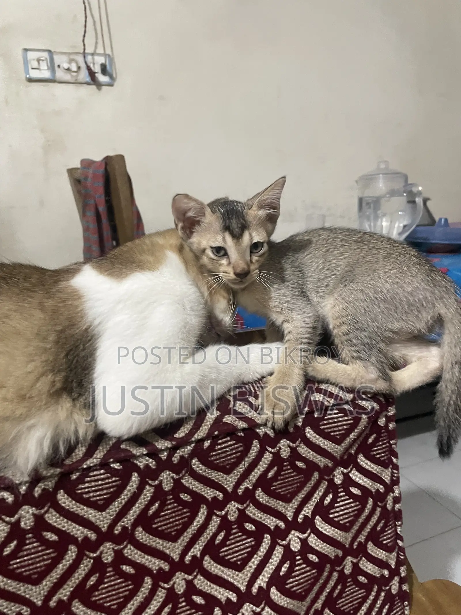 1-3 months Male Mixed Breed Bengal