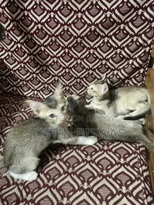 1-3 months Male Mixed Breed Bengal