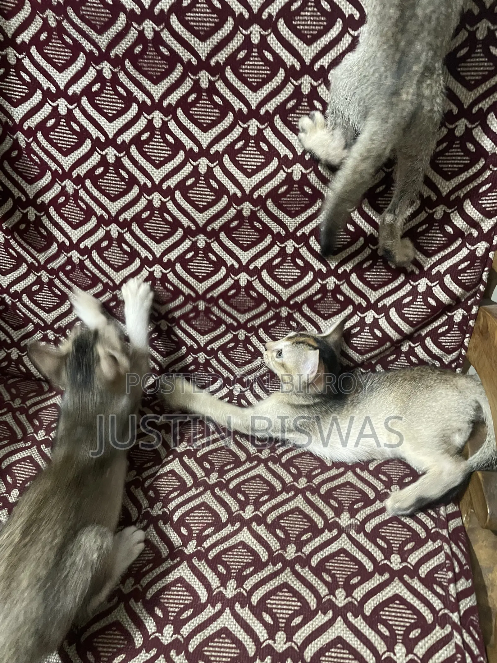 1-3 months Male Mixed Breed Bengal