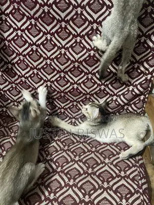 1-3 months Male Mixed Breed Bengal