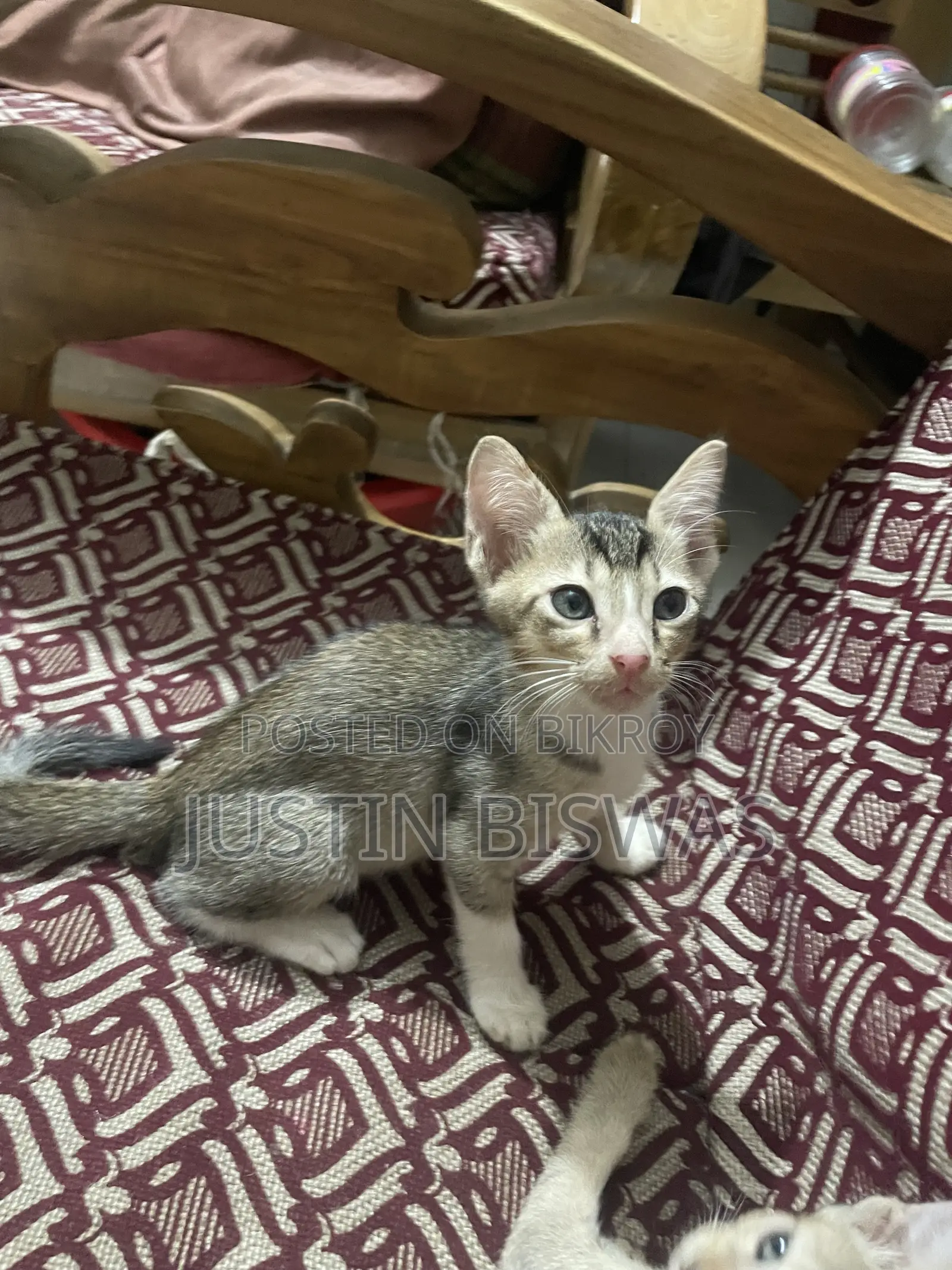 1-3 months Male Mixed Breed Bengal