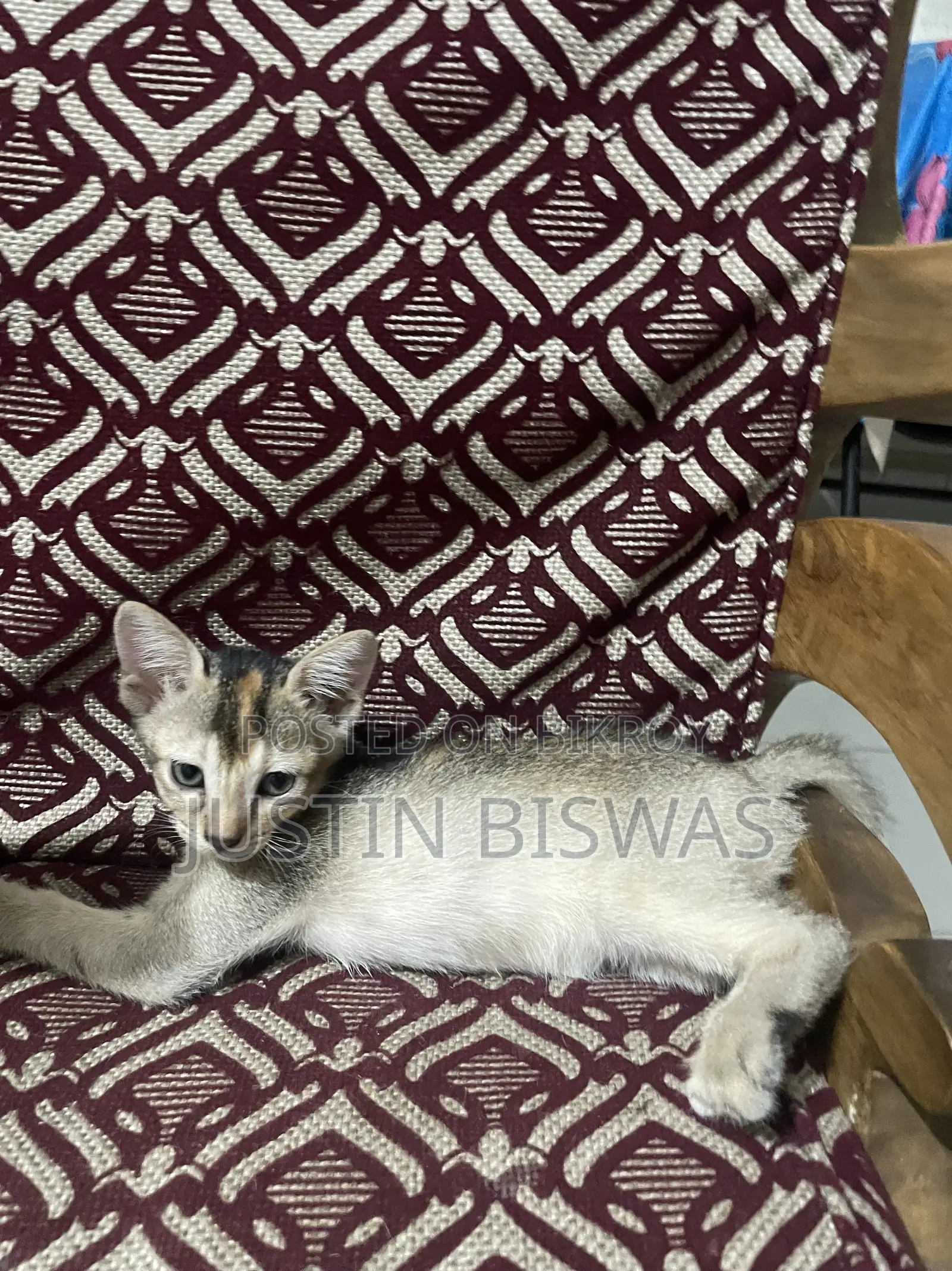 1-3 months Male Mixed Breed Bengal