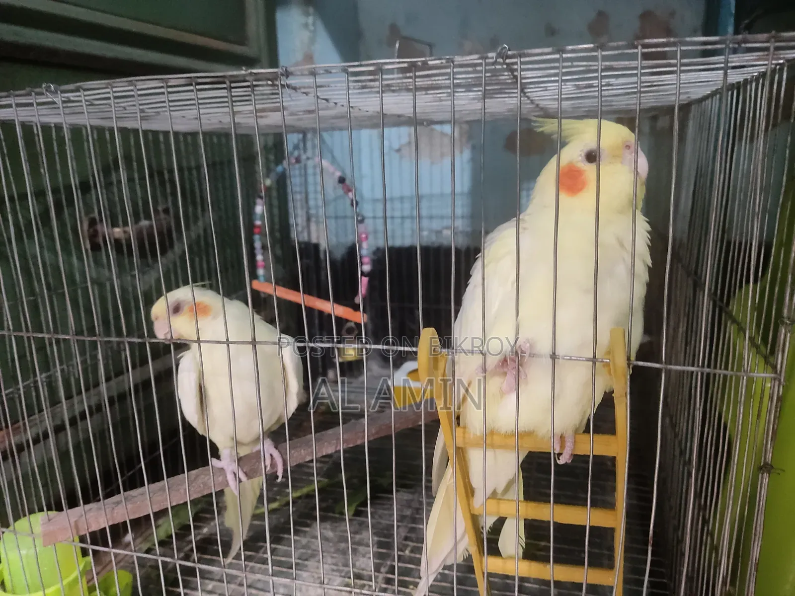 কোকাটেল পাখি। কোকাটেল পাখি