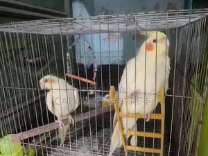 কোকাটেল পাখি। কোকাটেল পাখি