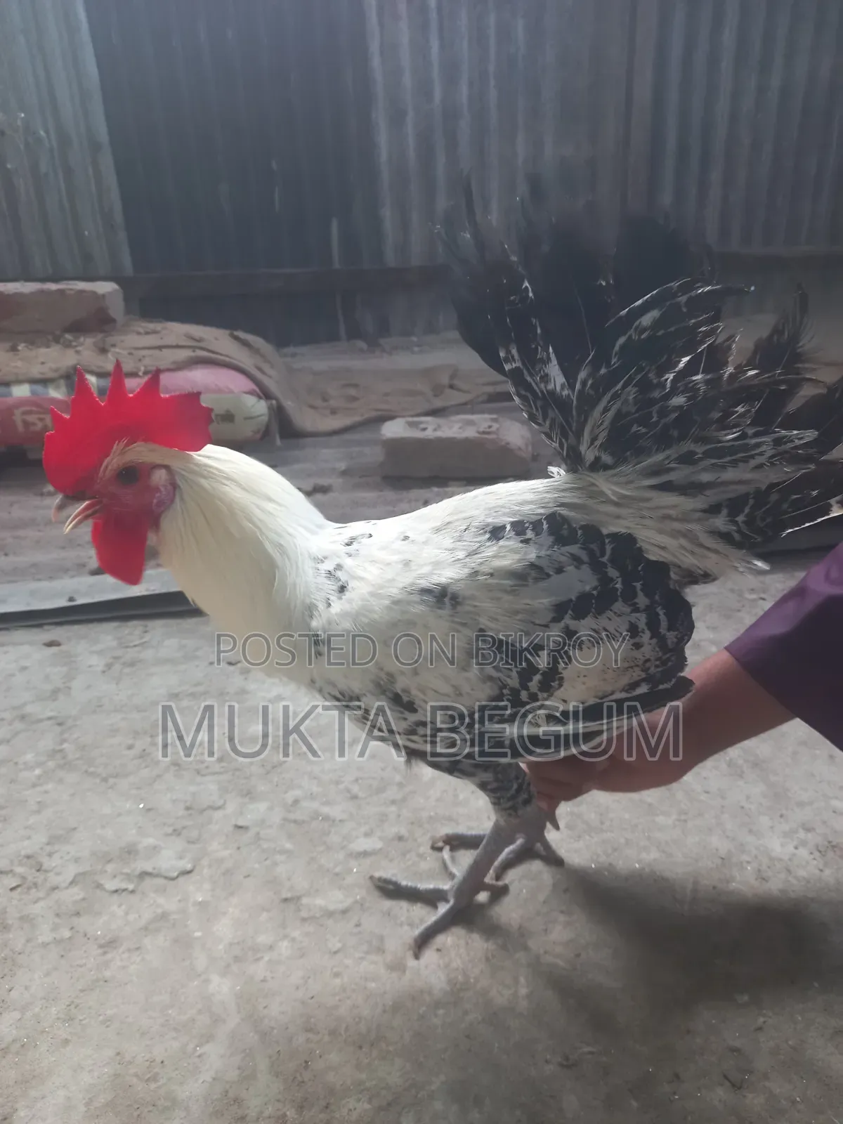 ফাউমি মুরগি দুই টা মোরোগ বয়স ছয় মাস
