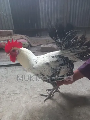 ফাউমি মুরগি দুই টা মোরোগ বয়স ছয় মাস