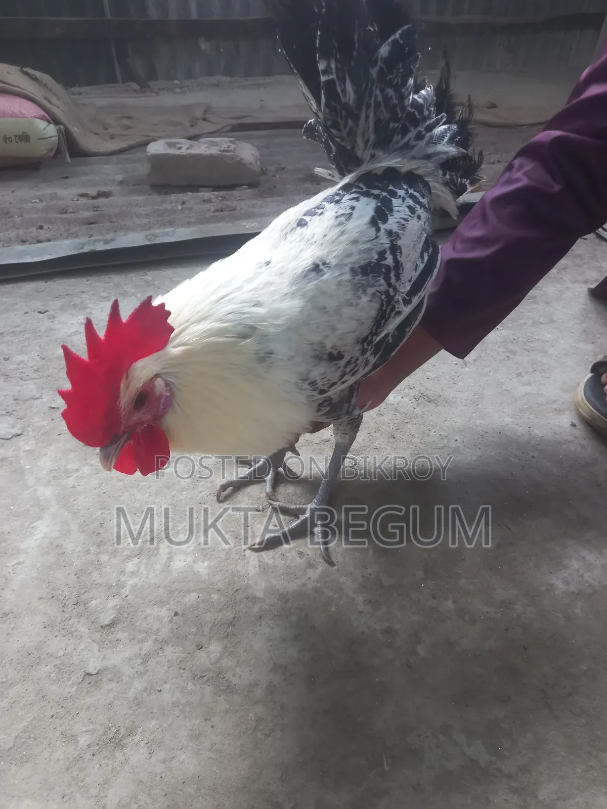 ফাউমি মুরগি দুই টা মোরোগ বয়স ছয় মাস