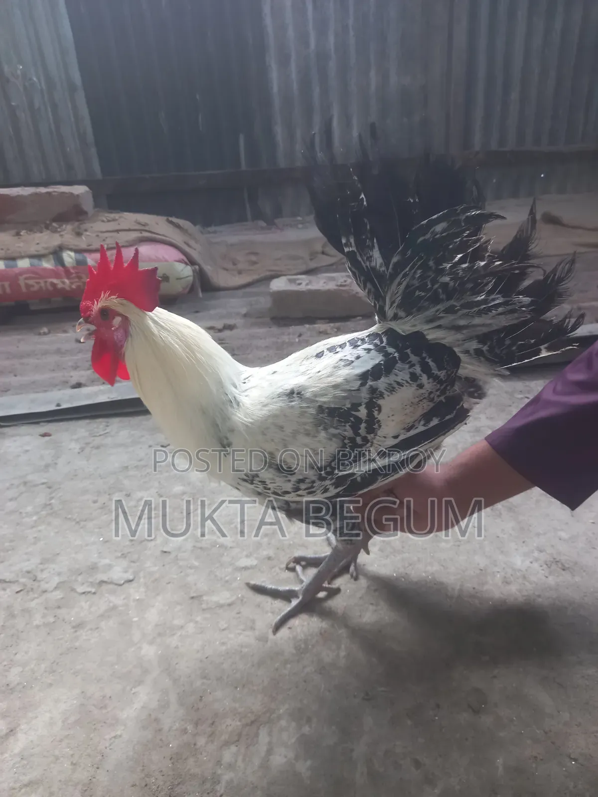 ফাউমি মুরগি দুই টা মোরোগ বয়স ছয় মাস