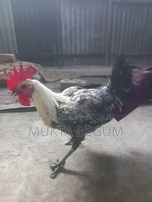 ফাউমি মুরগি দুই টা মোরোগ বয়স ছয় মাস