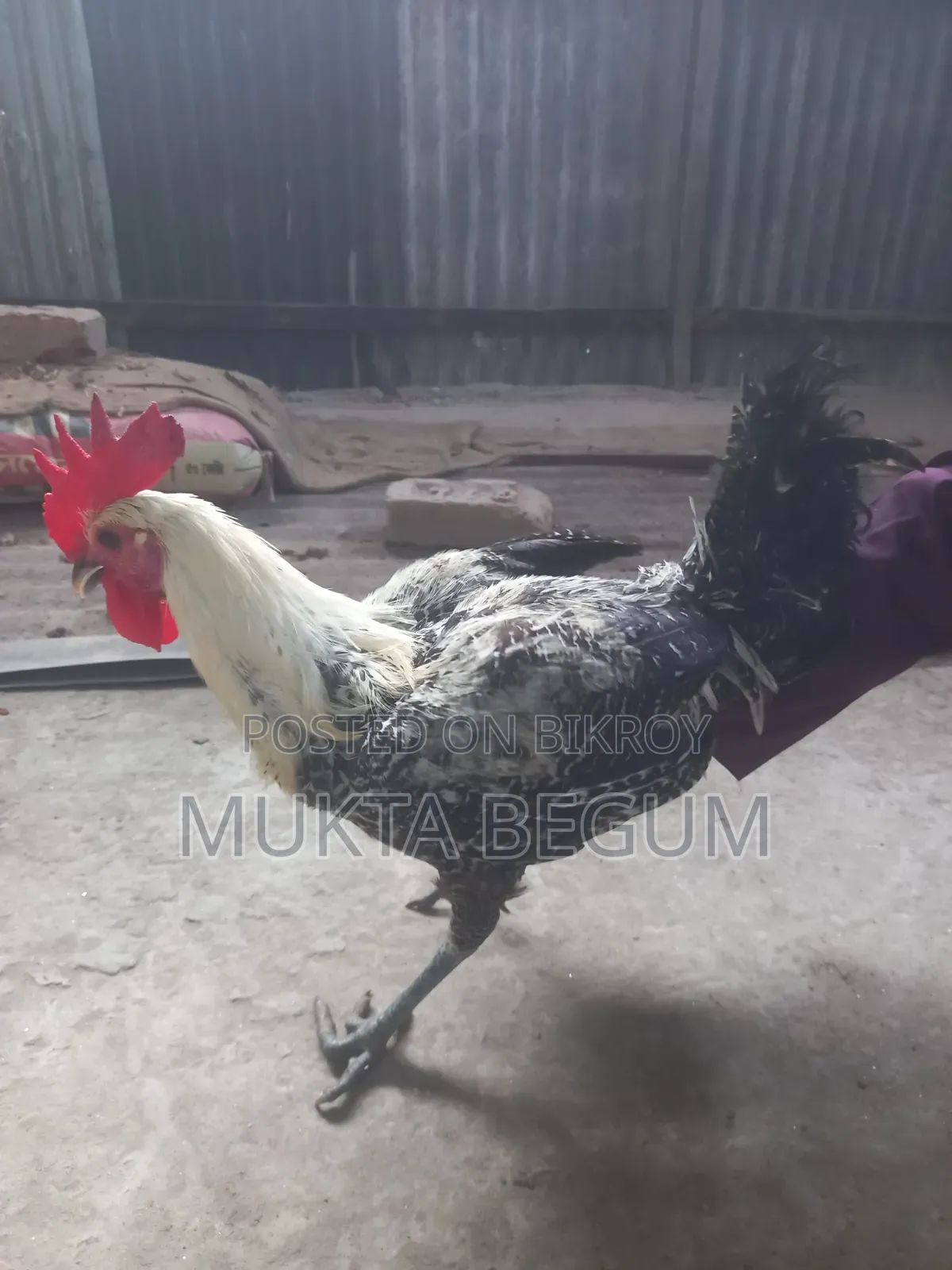 ফাউমি মুরগি দুই টা মোরোগ বয়স ছয় মাস