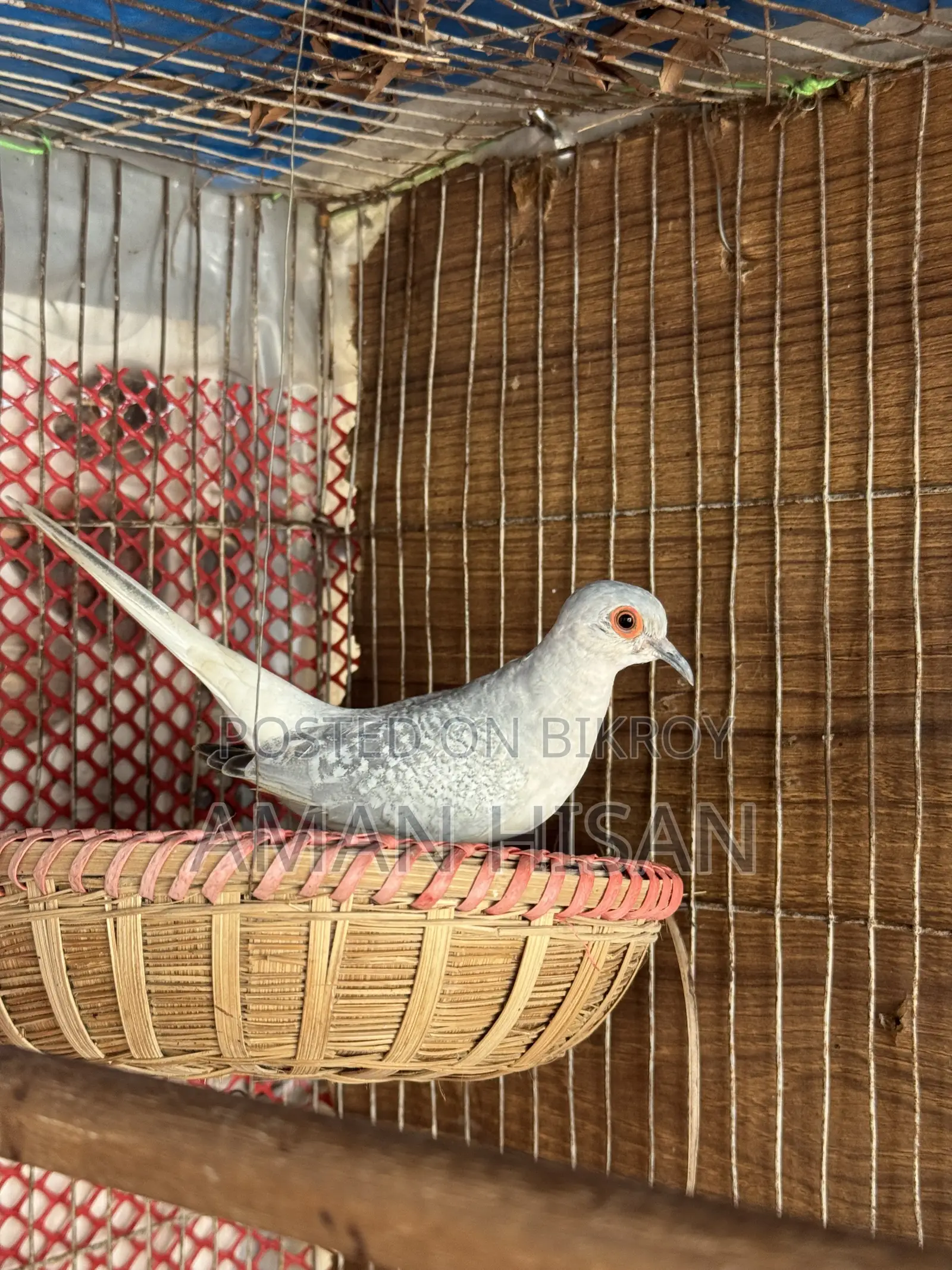 Diamond Dove Running Female