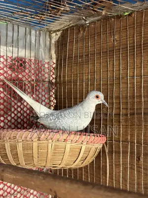 Diamond Dove Running Female