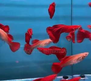 Red Moscow Guppy Fish