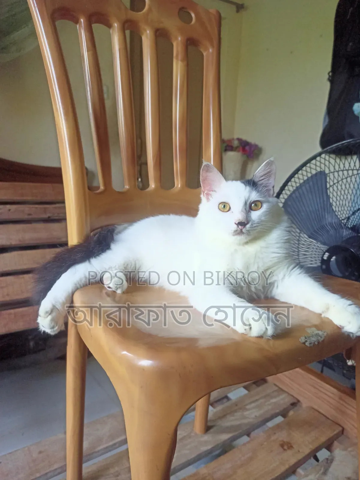 3-6 months Male Mixed Breed Persian