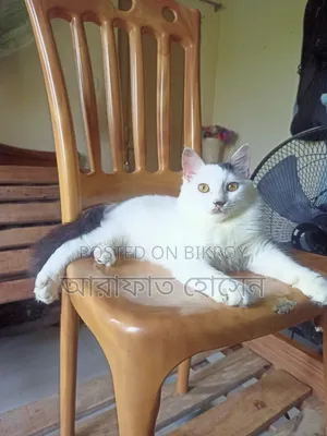 3-6 months Male Mixed Breed Persian