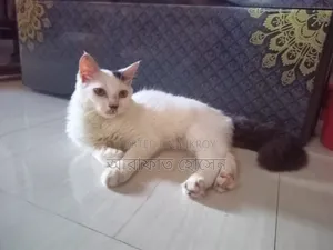 3-6 months Male Mixed Breed Persian