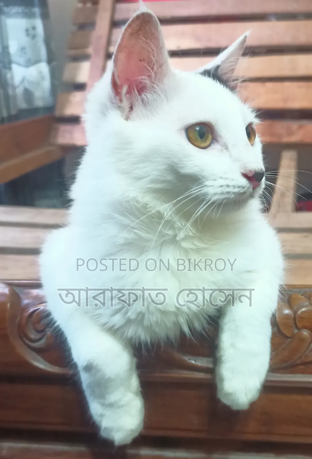 3-6 months Male Mixed Breed Persian