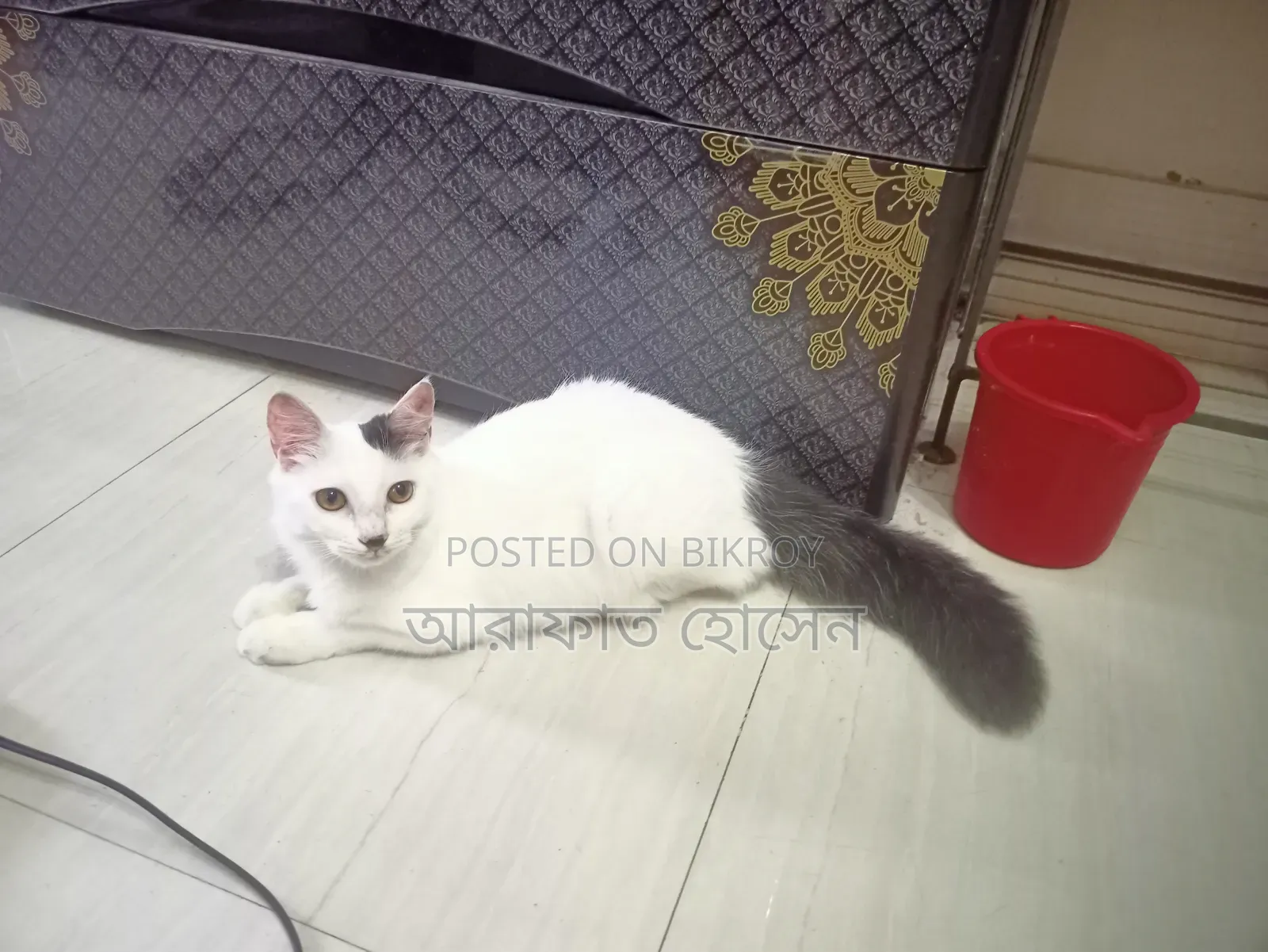 3-6 months Male Mixed Breed Persian