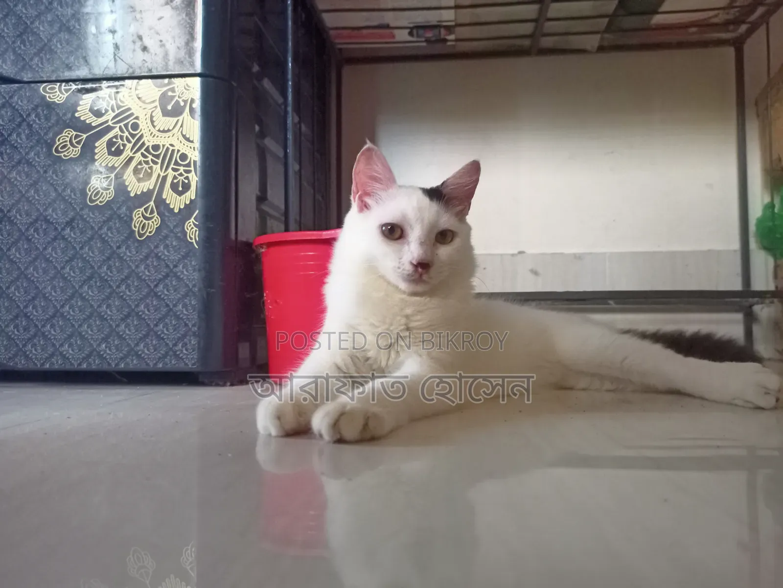 3-6 months Male Mixed Breed Persian