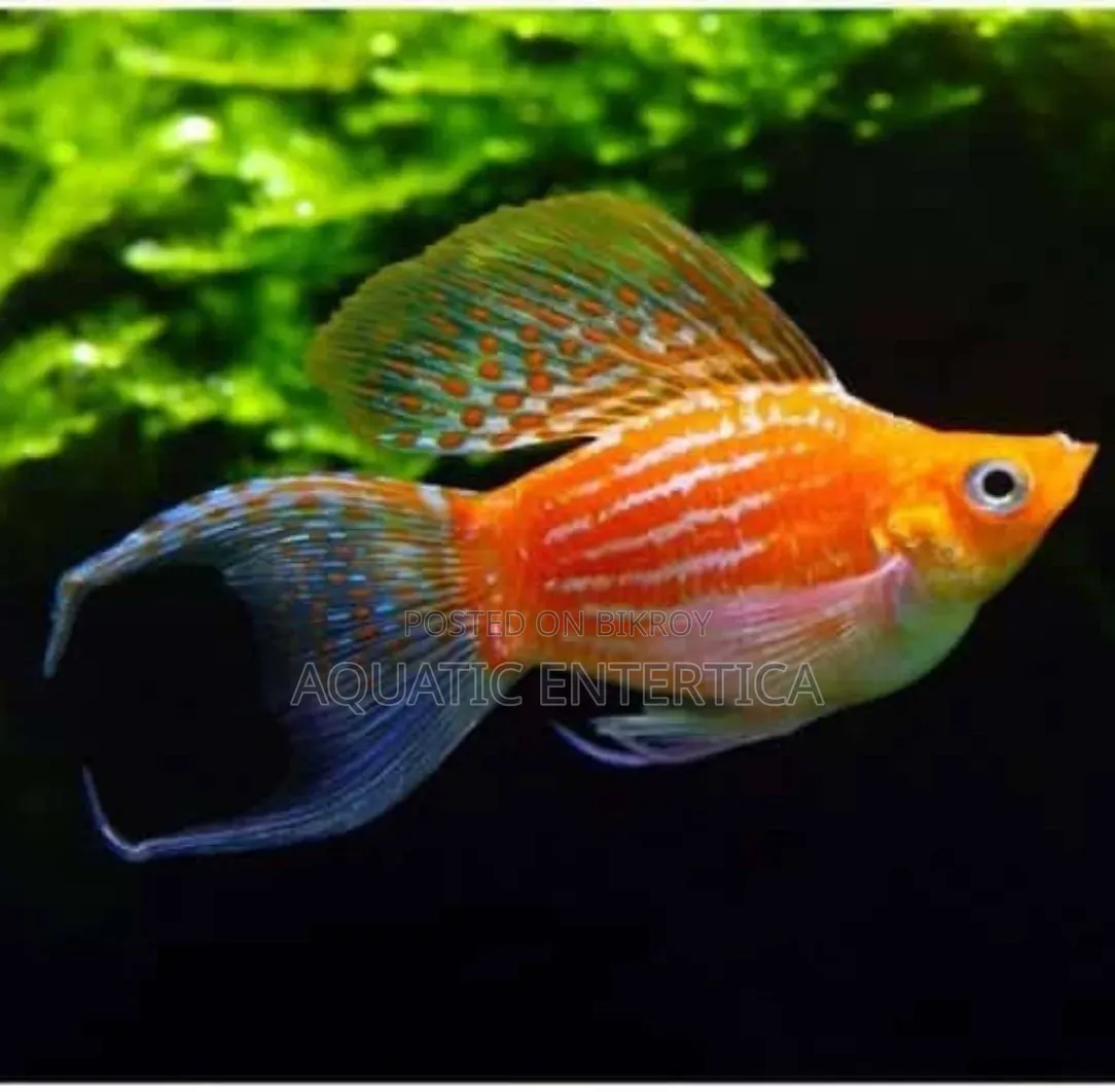 Red Moscow Guppy Fish