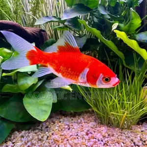 Red Moscow Guppy Fish