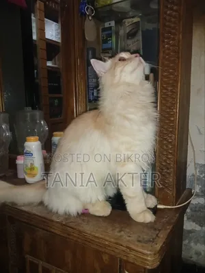 6-12 months Male Purebred Persian