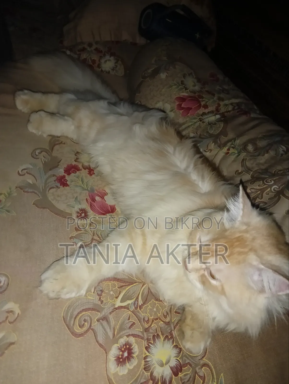 6-12 months Male Purebred Persian
