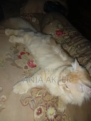 6-12 months Male Purebred Persian