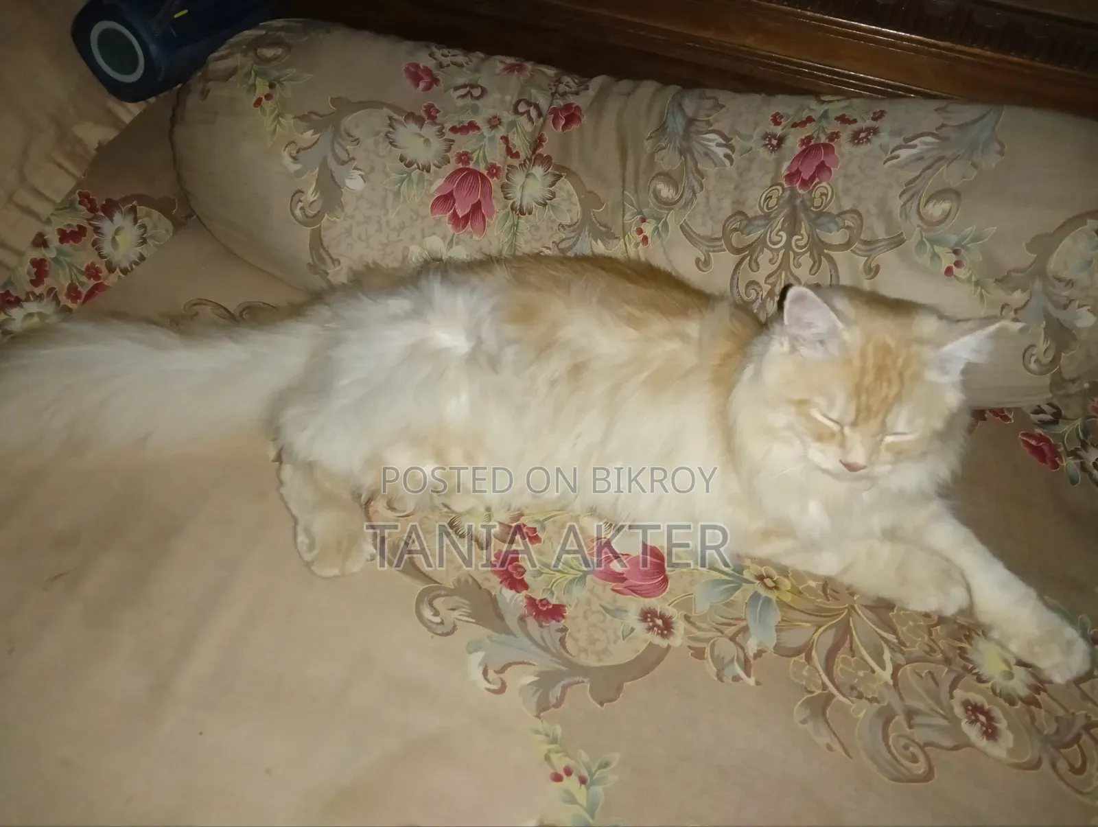 6-12 months Male Purebred Persian