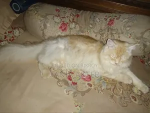6-12 months Male Purebred Persian
