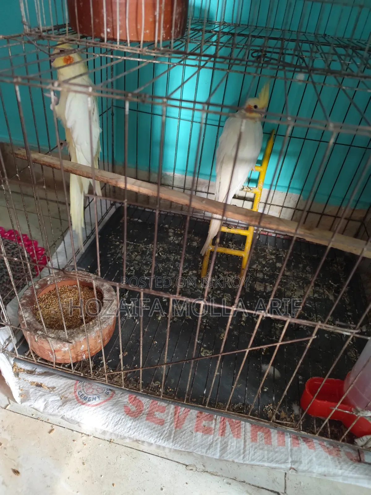 একজোরা রানিং কোঁকা টেল  পাখি বিক্রি হবে