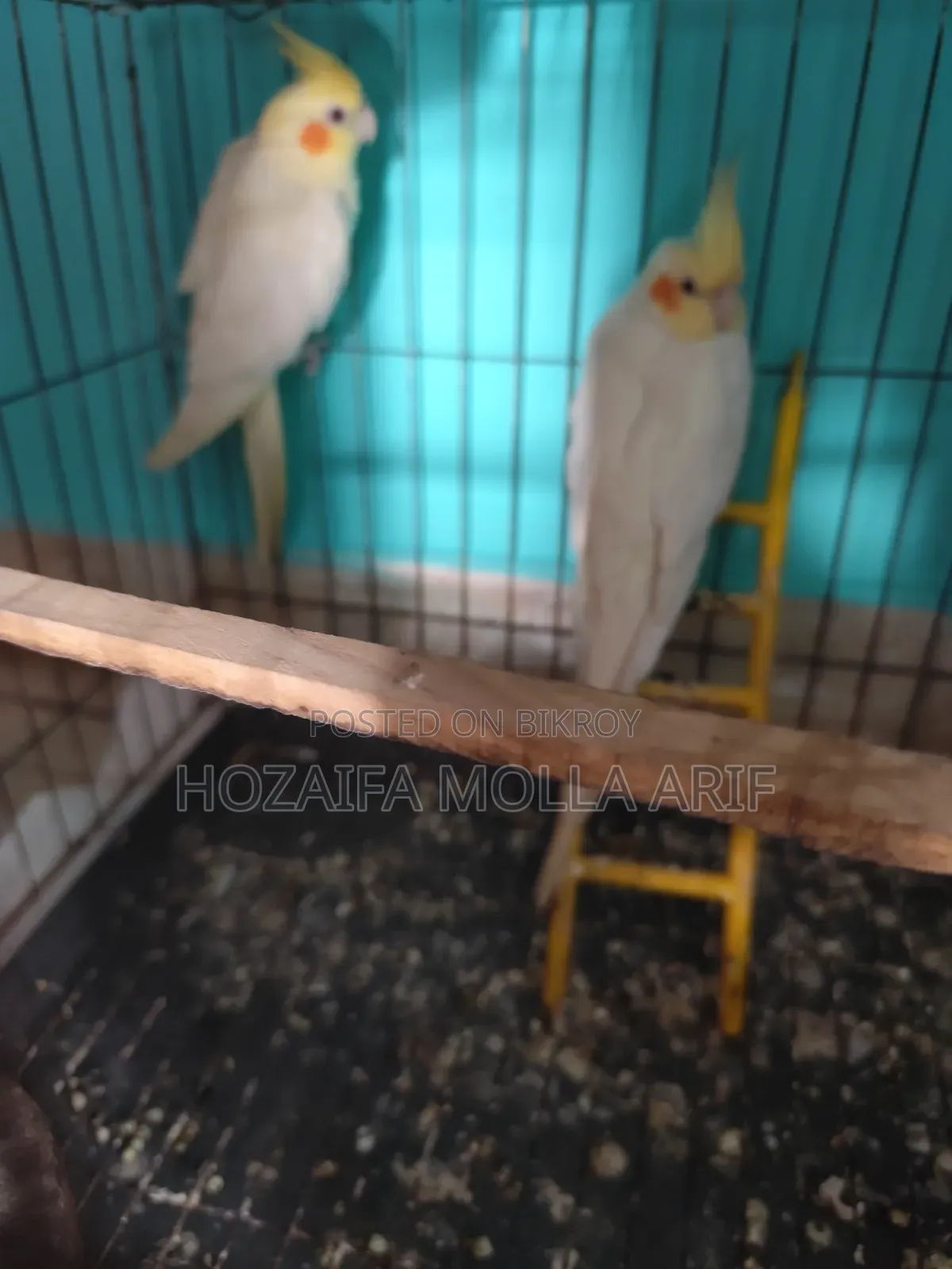 একজোরা রানিং কোঁকা টেল  পাখি বিক্রি হবে