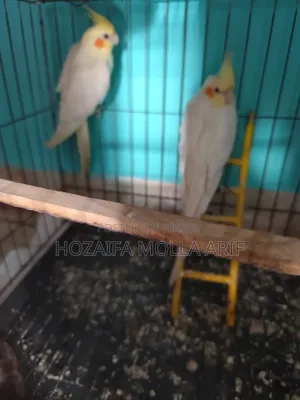 একজোরা রানিং কোঁকা টেল  পাখি বিক্রি হবে