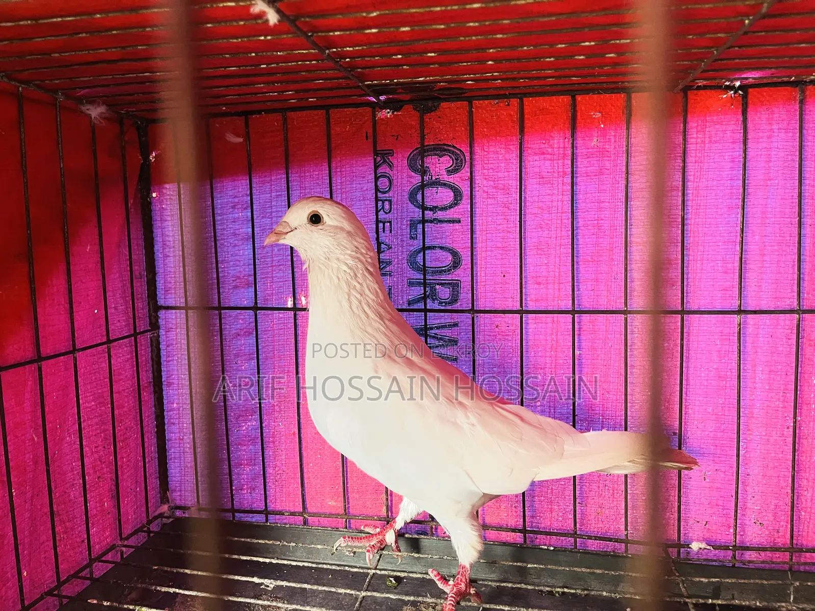 Homer, Racer, Mukkhi, Huma, and Kaggi Cross Male Pigeons