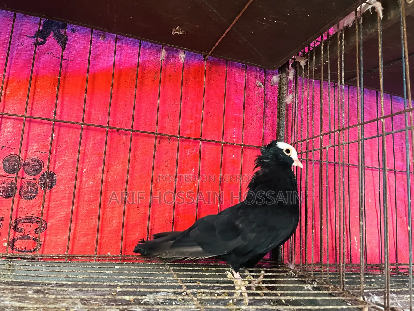 Homer, Racer, Mukkhi, Huma, and Kaggi Cross Male Pigeons