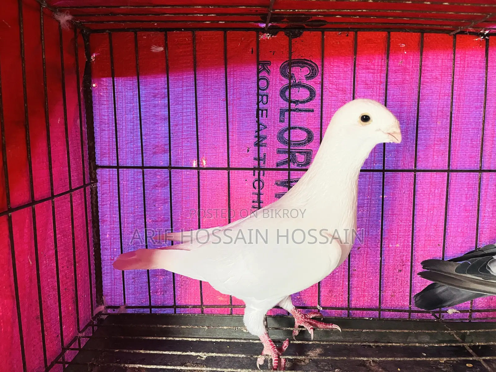 Homer, Racer, Mukkhi, Huma, and Kaggi Cross Male Pigeons