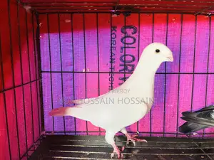 Homer, Racer, Mukkhi, Huma, and Kaggi Cross Male Pigeons