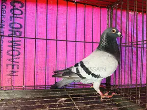 Homer, Racer, Mukkhi, Huma, and Kaggi Cross Male Pigeons