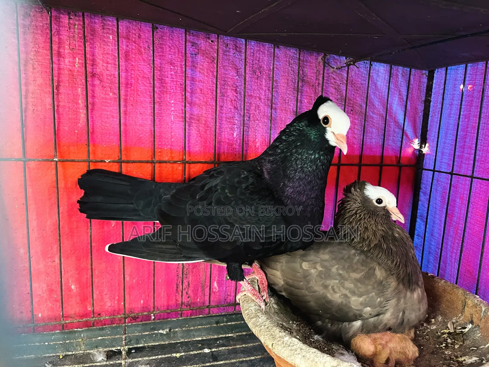 Mukhi Pigeons Running Pair With 2 Babies