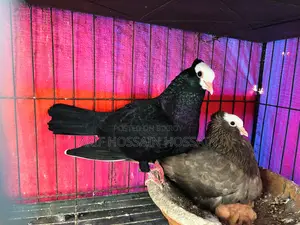Mukhi Pigeons Running Pair With 2 Babies