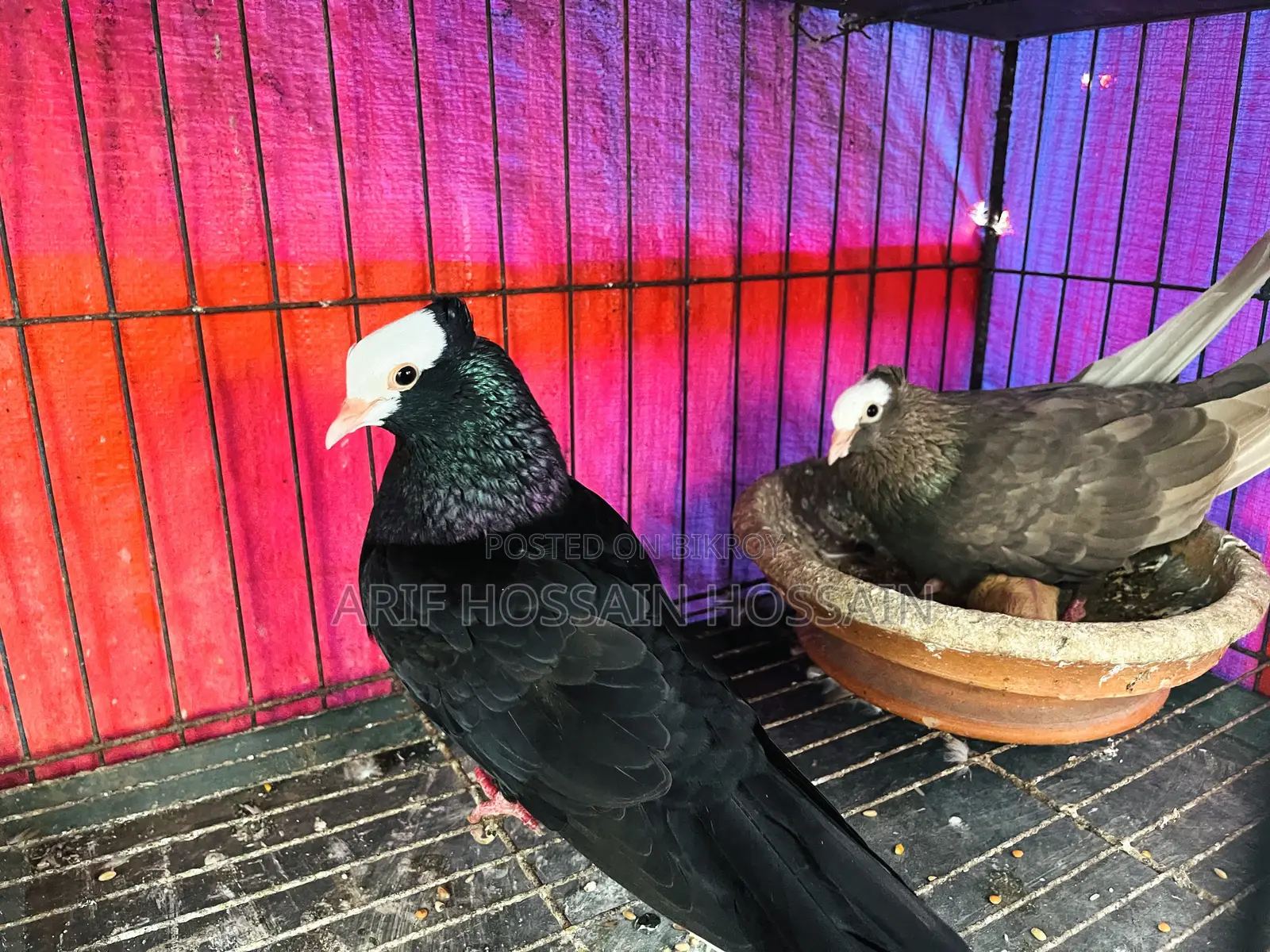Mukhi Pigeons Running Pair With 2 Babies