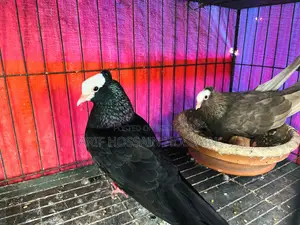 Mukhi Pigeons Running Pair With 2 Babies