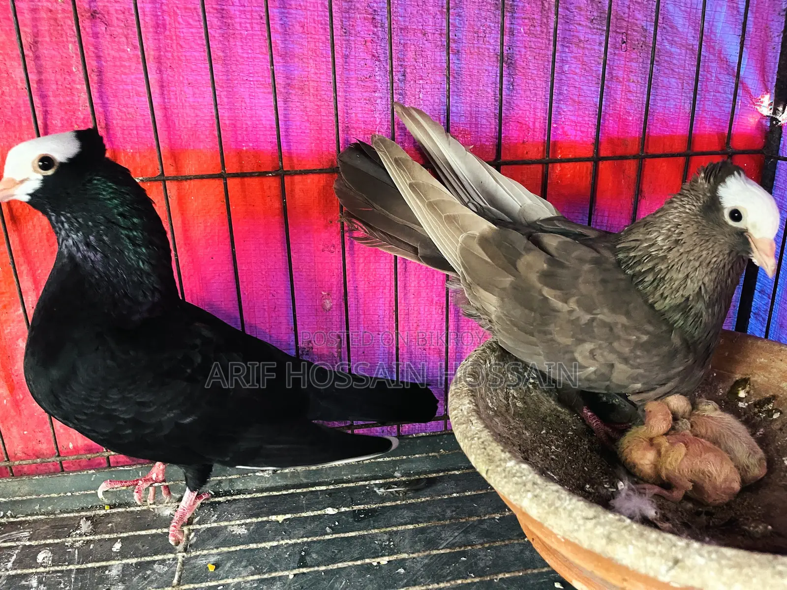 Mukhi Pigeons Running Pair With 2 Babies