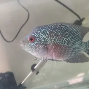 Flowerhorn SRD