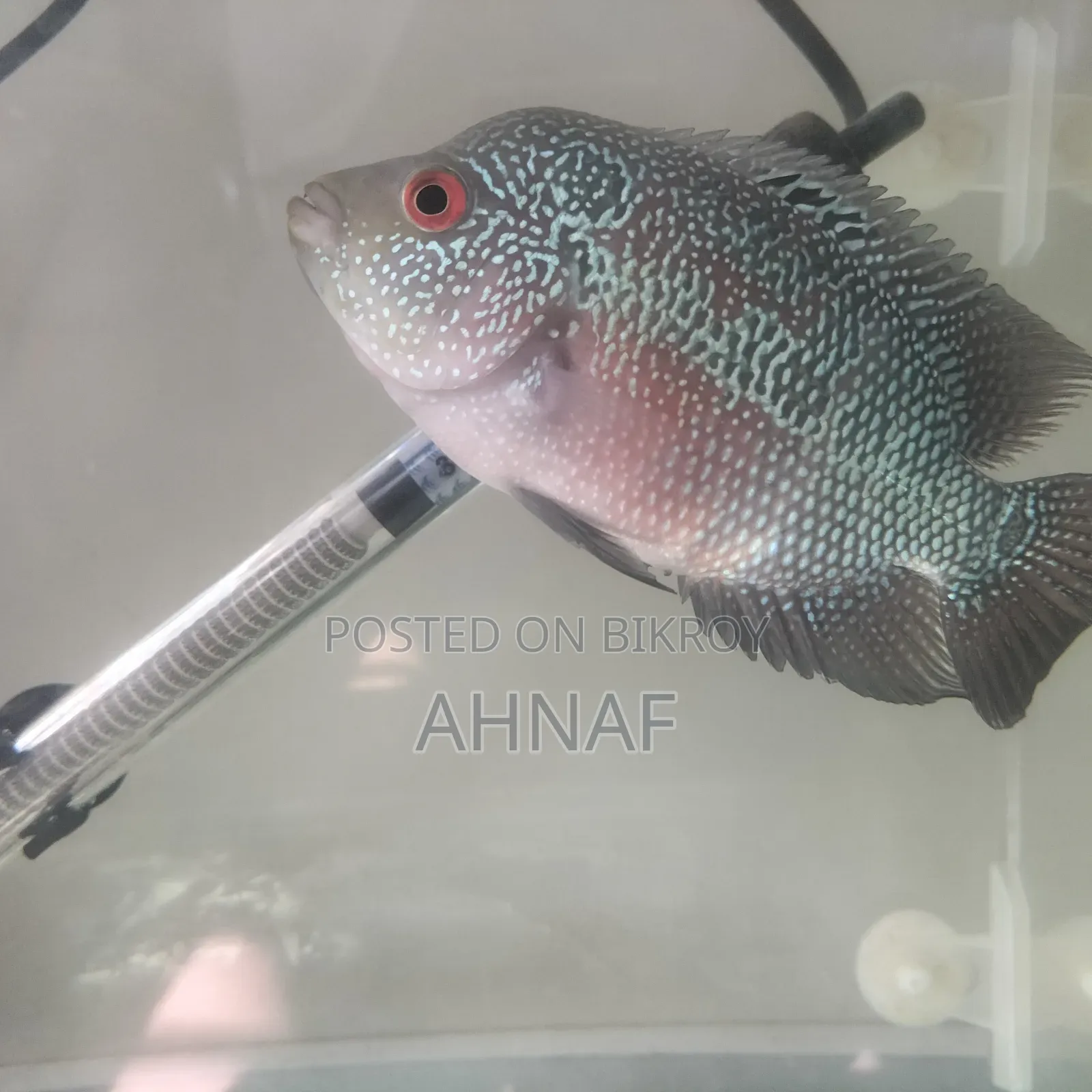 Flowerhorn SRD