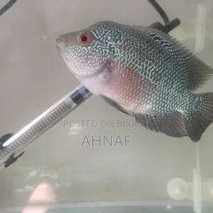 Flowerhorn SRD