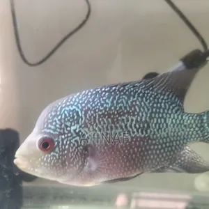 Flowerhorn SRD